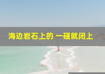 海边岩石上的 一碰就闭上